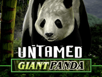 untamed giant panda 2