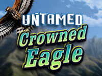 untamed crowned eagle 2