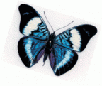 mariposa's Avatar