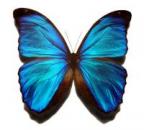 Butterfly's Avatar